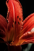 lilium 2026.21 dt sd1