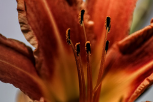 lilium 2026.22 dt sd1