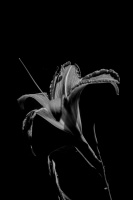 lilium 2026.24 dt bw sd1