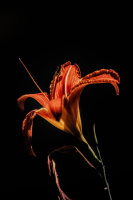 lilium 2026.24 dt sd1