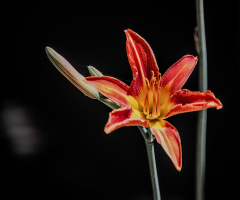lilium 2025.05 dt sd1 (3)