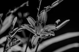 lilium 2025.06 dt bw sd1 (3)