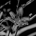 lilium 2025.06 dt bw sd1 (3)