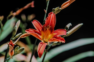lilium 2025.06 dt sd1 (3)