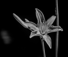 lilium 2025.05 dt bw sd1 (3)