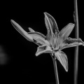 lilium 2025.05 dt bw sd1 (3)