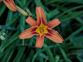 lilium 2026.25 dt