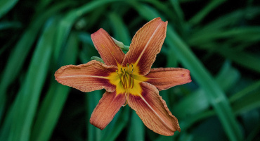 lilium 2026.26 dt