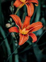 lilium 2026.27 dt