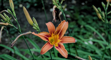 lilium 2026.28 dt