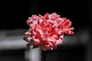 rosa centifolia 2026.50 dt