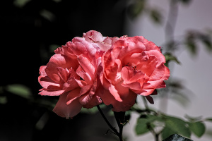 rosa centifolia 2026.51 dt