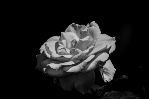 rosa centifolia 2026.52 dt bw