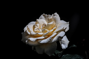 rosa centifolia 2026.52 dt