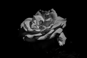 rosa centifolia 2026.53 dt bw