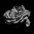 rosa centifolia 2026.53 dt bw