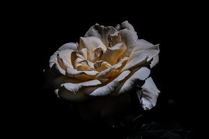 rosa centifolia 2026.53 dt