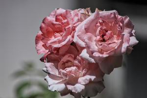 rosa centifolia 2026.54 dt