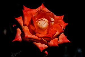 rosa centifolia 2026.55 dt
