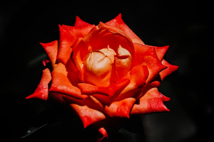 rosa centifolia 2026.56 dt