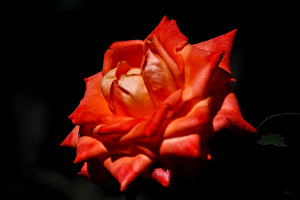 rosa centifolia 2026.57 dt