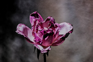 rosa centifolia 2026.58 dt