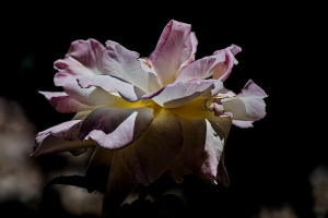 rosa centifolia 2026.59 dt